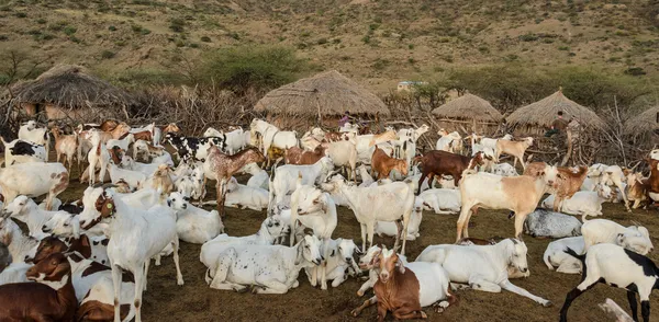 Afrika Masai kabilesinden hayvancılık