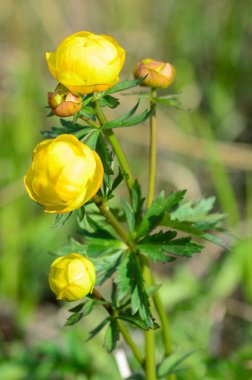 sarı çiçek açan closeup trollius europaeus