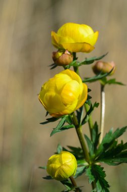 sarı çiçek açan closeup trollius europaeus