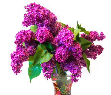 cam aranjman beyaz backgrou izole mor ortak leylak (syringa)