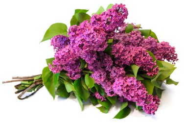 Beyaz backgrou izole mor ortak leylak (syringa) buket