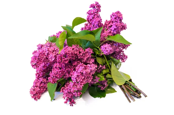 Lila Flieder (Syringa) Bouquet isoliert auf weißem Hintergrund — Stockfoto