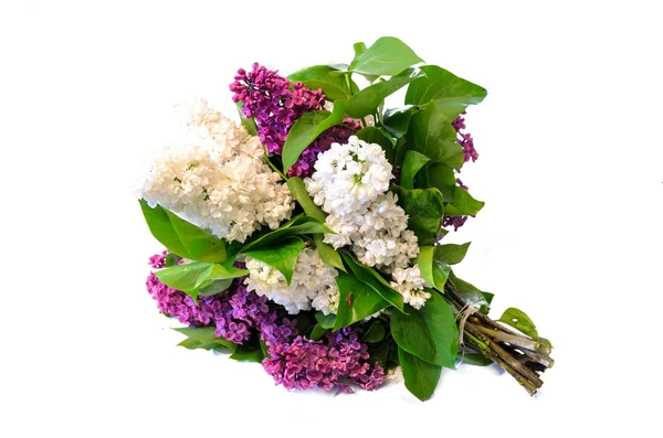 Mieszanka fioletowy i biały wspólne bukiet Lilak (syringa) na białym tle — Zdjęcie stockowe