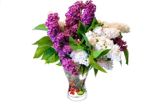 Mix of purple and white common lilac (syringa) in vase isolated — Stock Photo, Image