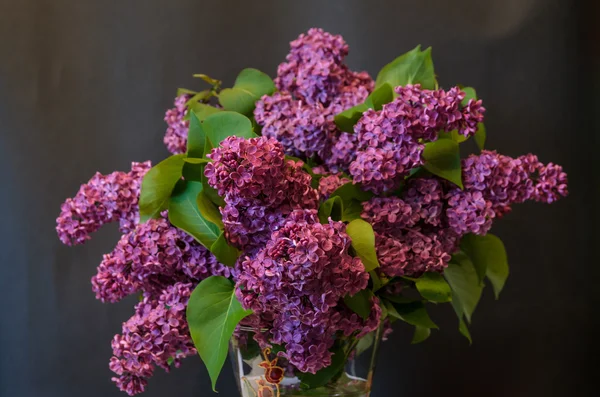 Siyah arka plan üzerine vazo içinde mor ortak leylak (syringa) — Stok fotoğraf