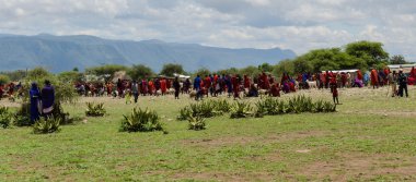 Arusha, Tanzanya - 22 Mart: İnekler yiyebilmeniz üzerine satın alma Masai kabilesi