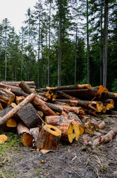 Högar av timmer längs vägen i skogen — Stockfoto