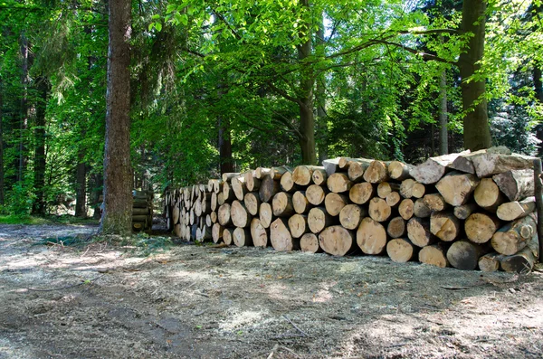 Högar av timmer längs vägen i skogen — Stockfoto