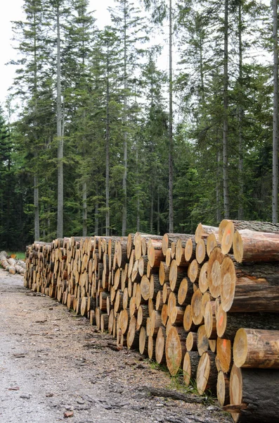 Tas de bois le long de la route dans la forêt — Photo