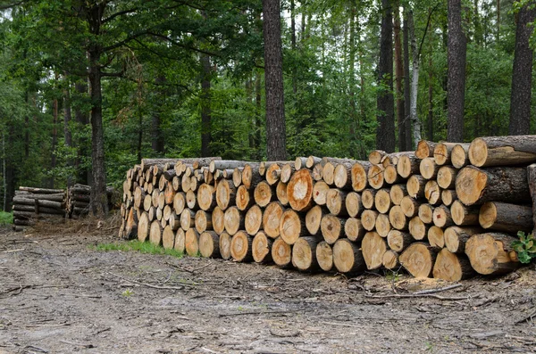 Piles of timber along road in forest — Stock Photo, Image