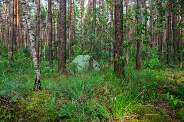 Hidden in forest pitched tent - example of stealth camping — Stock Photo, Image