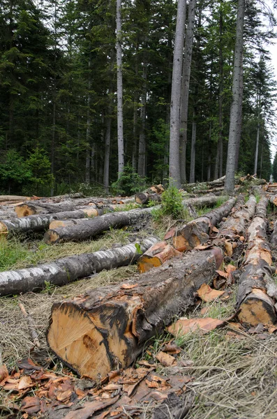 Pilas de madera a lo largo de la carretera en el bosque Imagen de stock