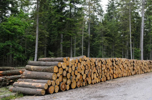 Pilas de madera a lo largo de la carretera en el bosque Imagen de archivo