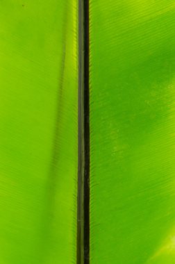 yakın çekim yeşil yaprak - arka plan doku ve çizgi