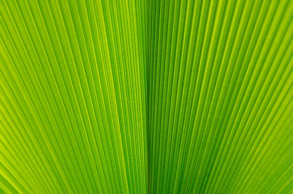 Close-up de linha e textura de folha de palma verde - fundo — Fotografia de Stock