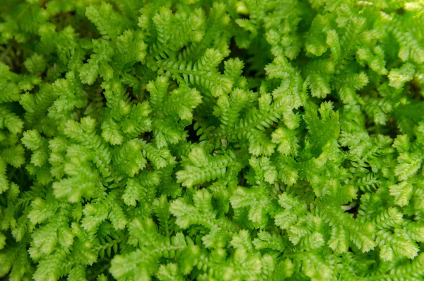 Μεγέθυνση του selaginella kraussiana - πράσινο φόντο φύση, te — Φωτογραφία Αρχείου