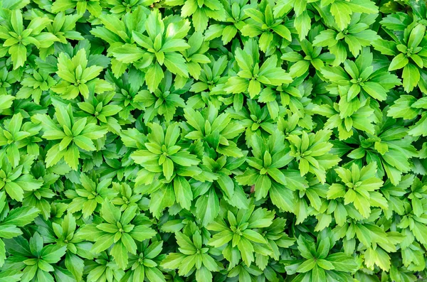 Primer plano de pachysandra terminalis - fondo de la naturaleza verde, te — Foto de Stock