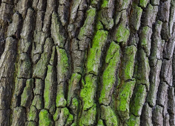 Close-up de latido de carvalho envelhecido - fundo, textura — Fotografia de Stock