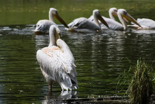 Pelikane im Teich im Zoo — Stockfoto