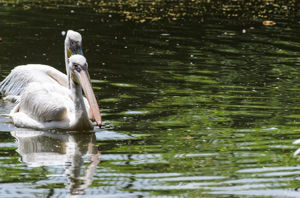 Pelícanos blancos en estanque en zoológico — Foto de Stock