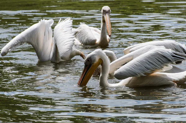 Pelicanos brancos na lagoa no zoológico — Fotografia de Stock