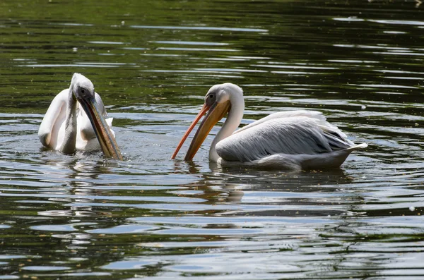 Pelicanos brancos na lagoa no zoológico — Fotografia de Stock