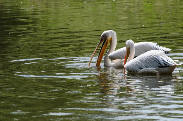 Pelicanos brancos na lagoa no zoológico — Fotografia de Stock