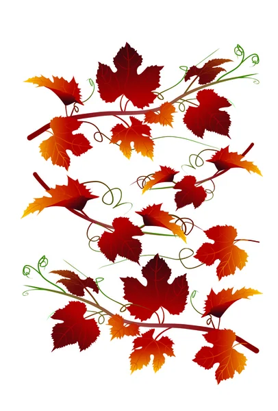 Traubenblätter im Herbst — Stockvektor