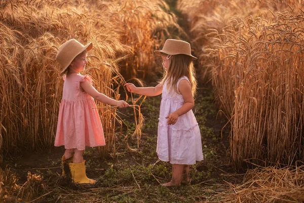 Zwei Kleine Mädchen Strohhüten Und Rosa Kleidern Amüsieren Sich Weizenfeld — Stockfoto