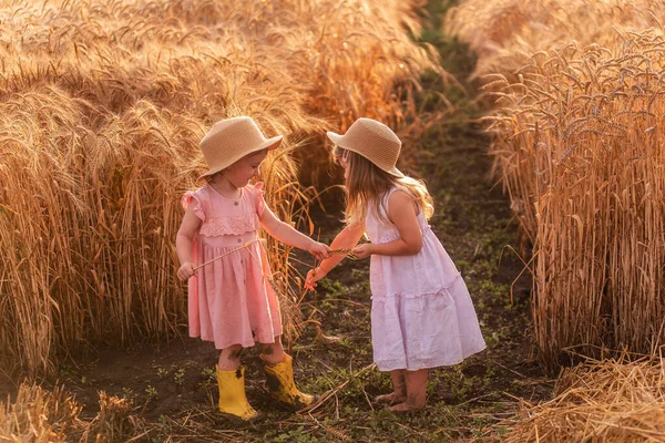 麦畑では 藁帽子とピンクのドレスを着た2人の妹が走り回っています ガールフレンドは楽しさを持っています ライ麦のスパイクを収集 黄色のゴム製のブーツの少女は 泥の中に他の裸足で — ストック写真