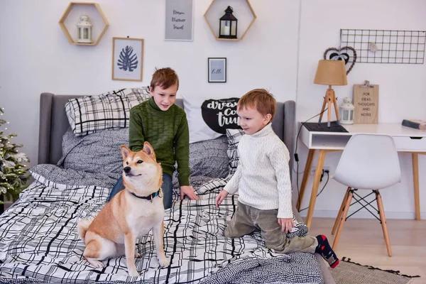 Kardeş Noel Günü Modern Bir Yatak Odasında Shiba Inu Köpeğiyle — Stok fotoğraf