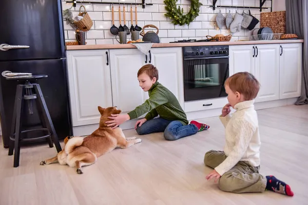 형제는 크리스마스 주방에서 시바이누 Shiba Inu 놀이를 아이들은 웃으며 동물을 — 스톡 사진