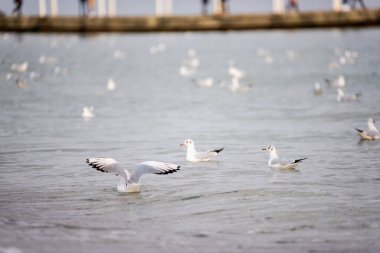 Bir fildişi martı sürüsü kumsalda yürüyor, ekmek kırıntıları topluyor, uçuyor, okyanusta yüzüyor.