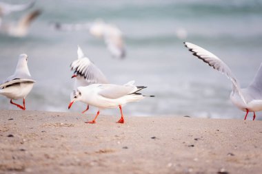 Bir fildişi martı sürüsü kumsalda yürüyor, ekmek kırıntıları topluyor, uçuyor, okyanusta yüzüyor.