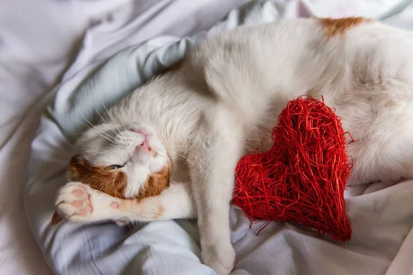 Μια Κοκκινομάλλα Σπιτική Γάτα Ξαπλώνει Ένα Λευκό Κρεβάτι Αγκαλιάζοντας Μια — Φωτογραφία Αρχείου