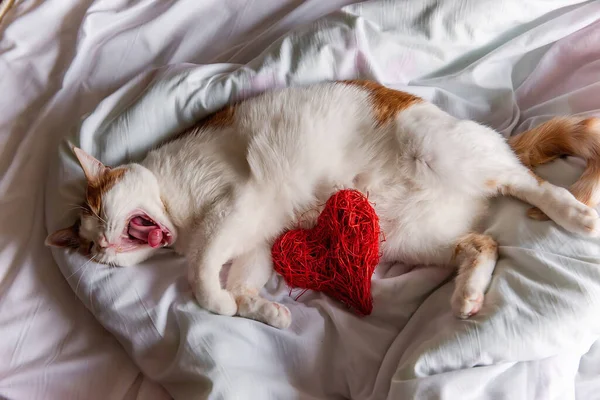 Μια Κοκκινομάλλα Σπιτική Γάτα Ξαπλώνει Ένα Λευκό Κρεβάτι Χασμουριέται Αγκαλιάζει — Φωτογραφία Αρχείου