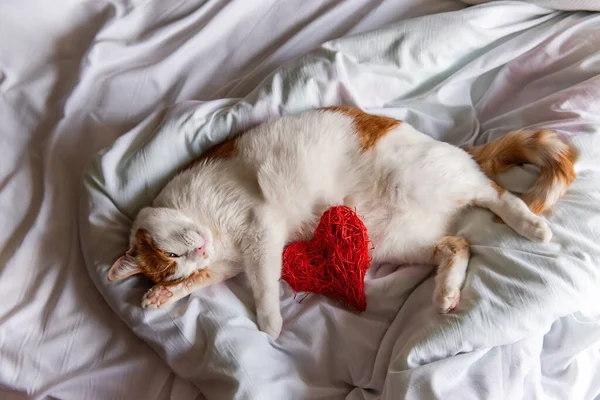 집고양이가 침대에 심장을 껴안고 공휴일 피신처 귀여운 고양이가 — 스톡 사진