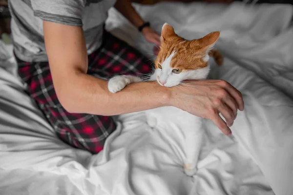 Κατακόκκινη Κατακόκκινη Γάτα Γρατζούνισε Άγρια Δάγκωσε Χέρι Του Άντρα Μέχρι — Φωτογραφία Αρχείου