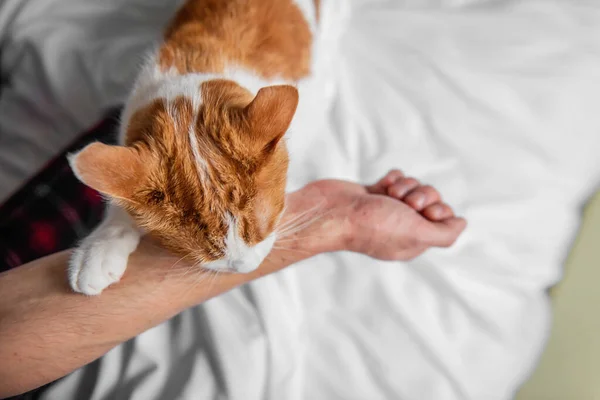 Κατακόκκινη Κατακόκκινη Γάτα Γρατζούνισε Άγρια Δάγκωσε Χέρι Του Άντρα Μέχρι — Φωτογραφία Αρχείου