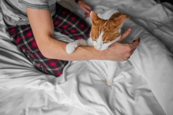 Rabid white-red cat furiously scratched, bit through the mans hand until it bled. Pet attack. Swollen scratches from wild animal on a humans hand. Medical care, wound care. Close up, copy space