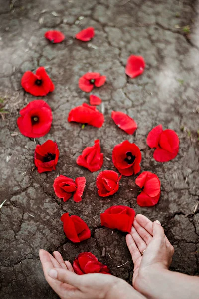 Czerwone Kwiaty Maku Leżą Pęknięciach Suchej Ziemi One Starannie Trzymane — Zdjęcie stockowe
