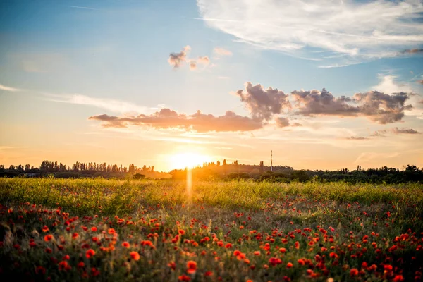 Güneşin Batışındaki Kırmızı Gelinciklerden Oluşan Güzel Bir Tarlanın Panoramik Görüntüsü — Stok fotoğraf