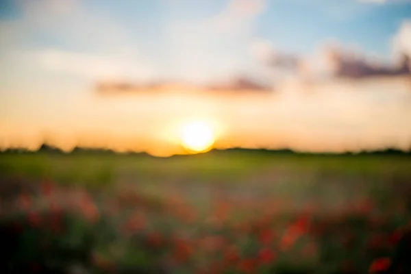 Batan Güneşin Işınlarında Kırmızı Gelinciklerden Oluşan Güzel Bir Tarlanın Odaksız — Stok fotoğraf