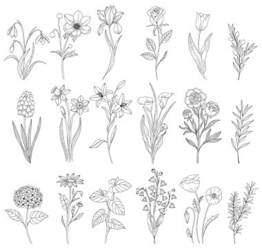 Soyut zarif bir çizgi çiz, çiçek ve yaprak. Çiçek sanatının aralıksız sanat silueti. Ana hatlarıyla Modern Tasarım.