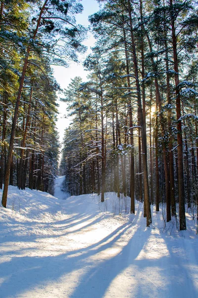 햇빛 이 숲 속의 화창 한 날에는 나무 사이로 햇살이 비춘다. 눈으로 덮힌 나무. — 스톡 사진