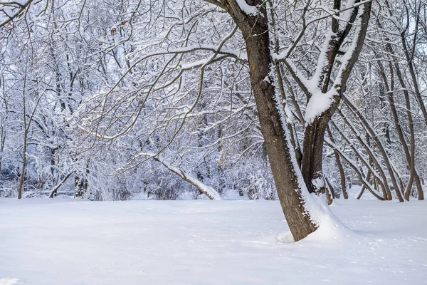 눈덮인 아름다운 나무들로 공원을 만들어라. 하얀 눈으로 덮인 나뭇가지들. — 스톡 사진