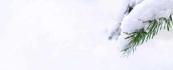 Természetes téli háttér. Hóval borított fenyőágú banner. — Stock Fotó