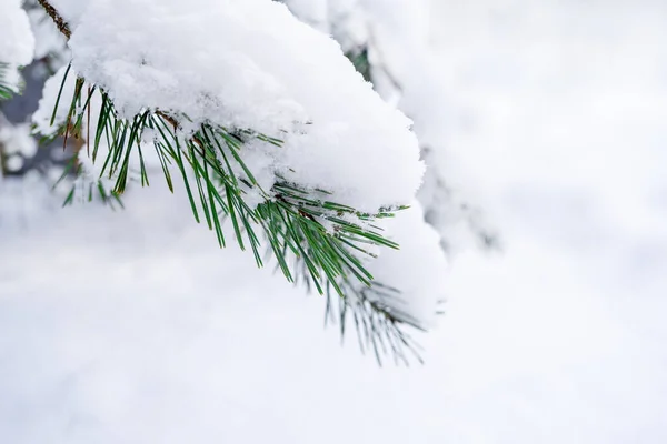 Gyönyörű hófedte lucfenyő ágak fehér hóban. — Stock Fotó