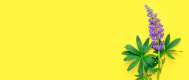 Sarı arkaplanda bir mor lupin üst görünümü.