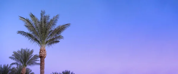 Fialová modrá obloha. Krajina s tropicky zelenými palmami. Západ slunce. — Stock fotografie